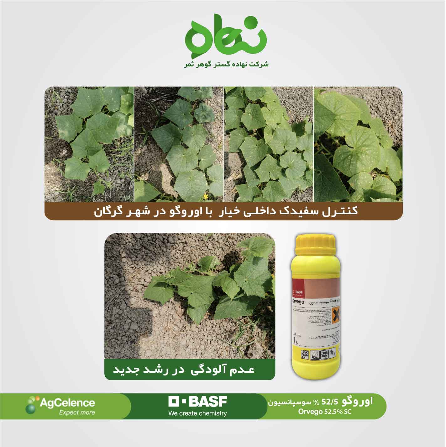 رضایت مشتری از اوروگو در شهر گرگان